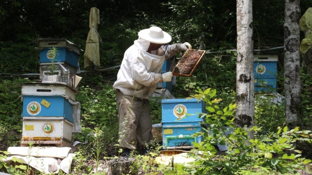 Bal üretimi artıyor! Türkiye'de 752 bal ormanı kuruldu