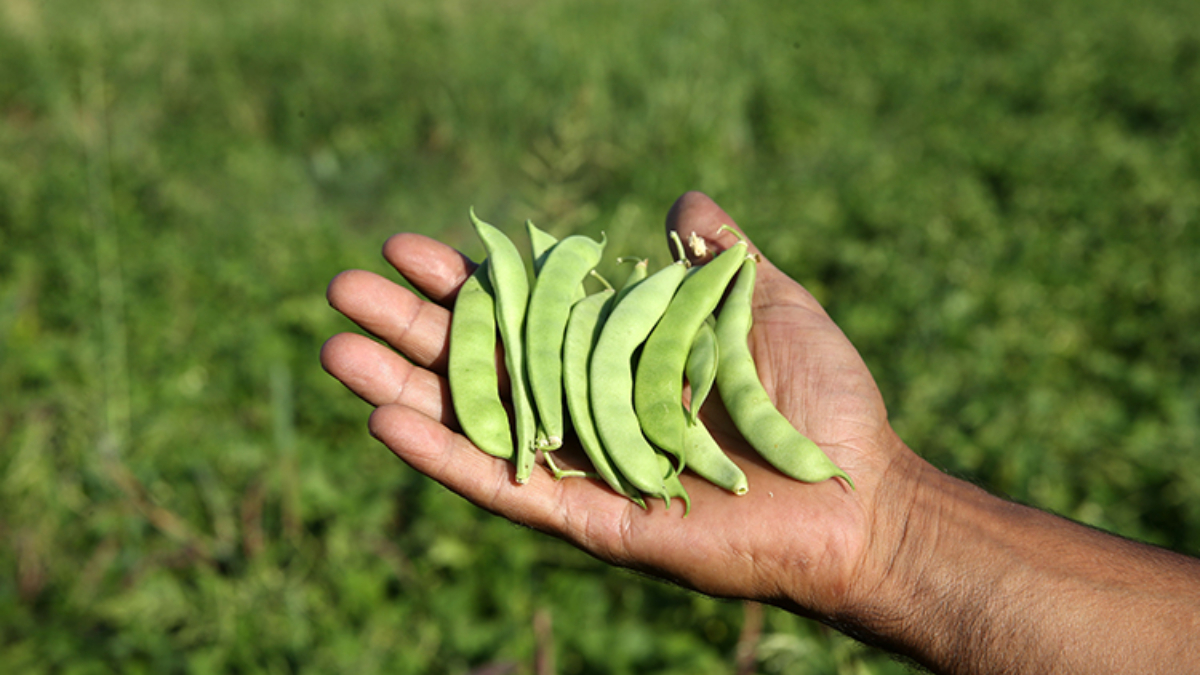 Atıl araziler üretime kazandırıldı! Muş'ta 200 milyon lira gelir sağlandı