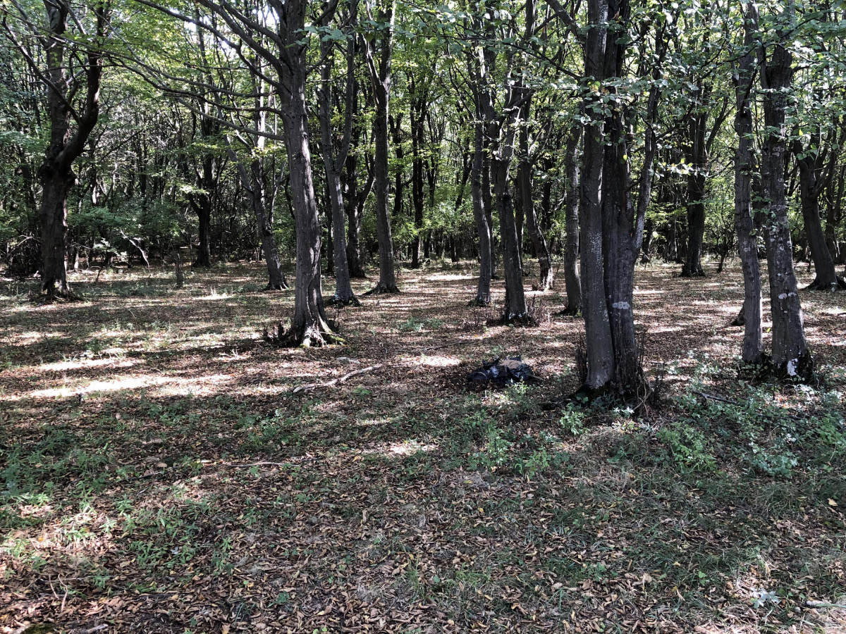 Bolu'daki çöp poşetinin içinden köpek ölüsü çıktı