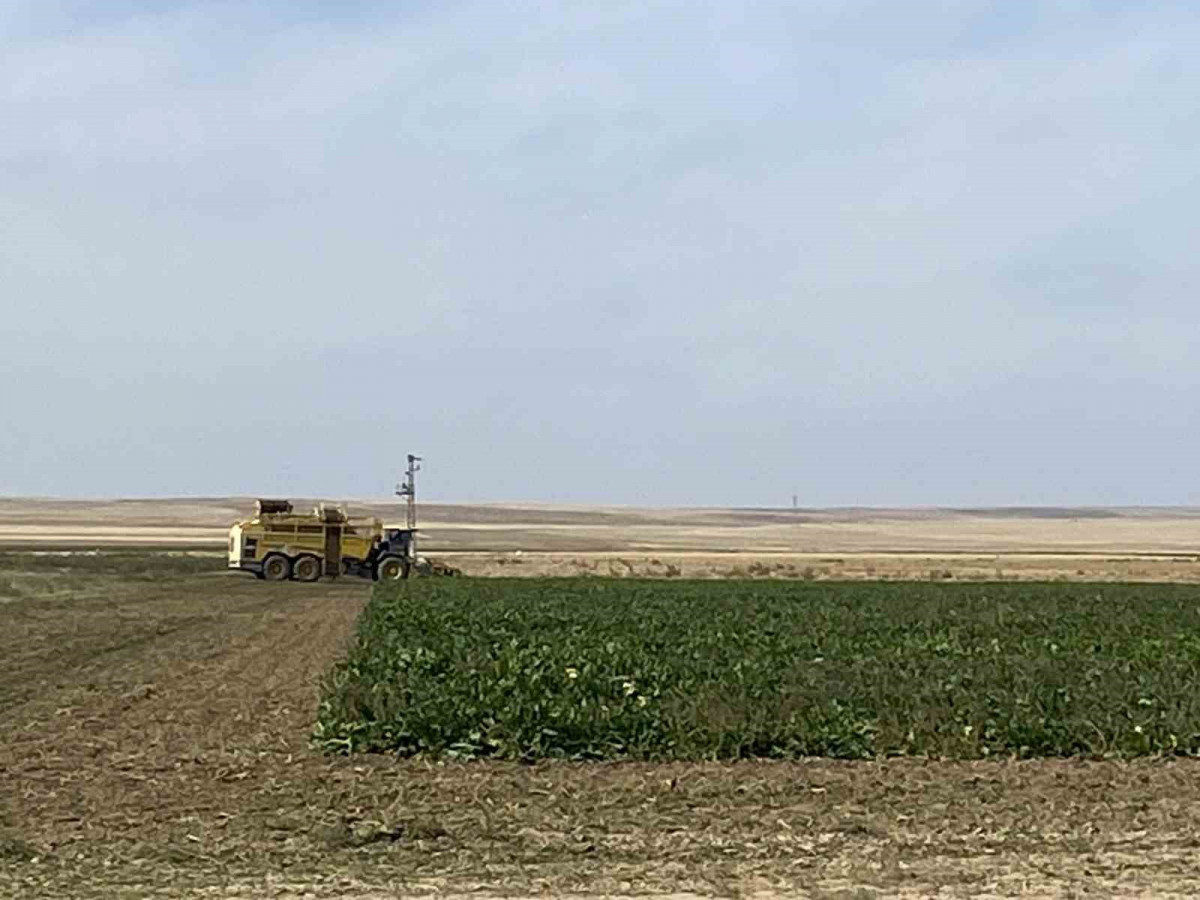 Konya Kulu’da pancar hasadı başladı! Hedef: 77 bin ton