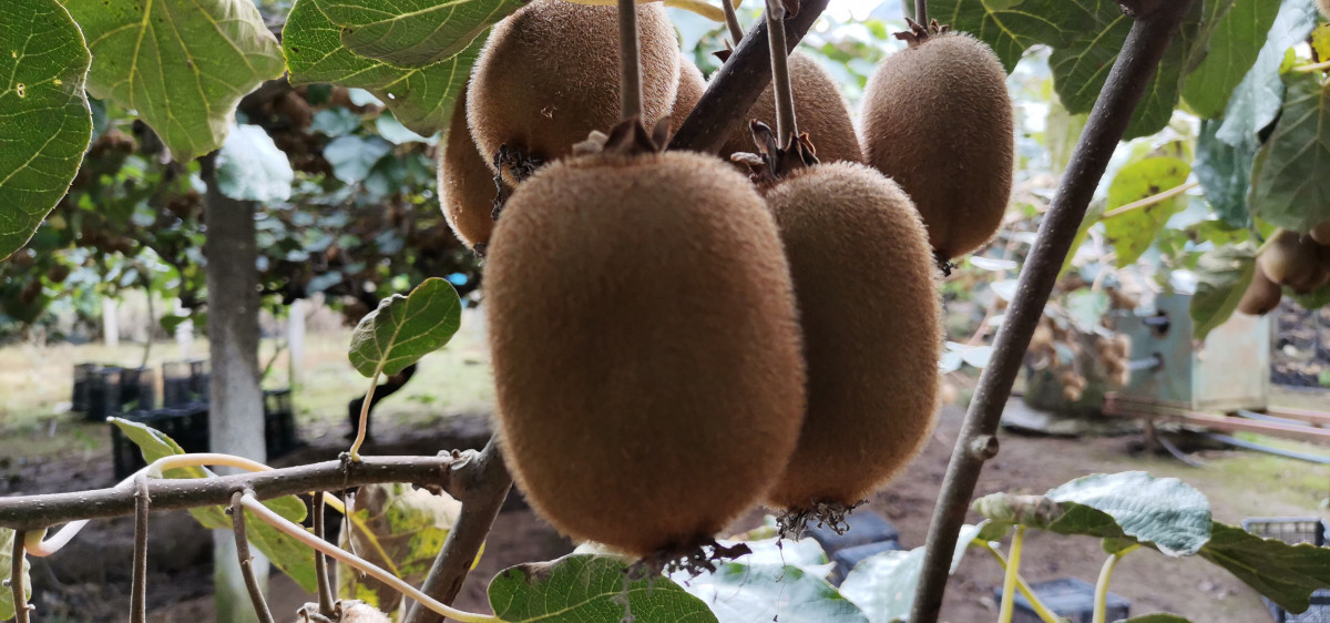 Fiyatlar açıklandı! Ordu kivisinin fiyatı, yüzde 110 arttı