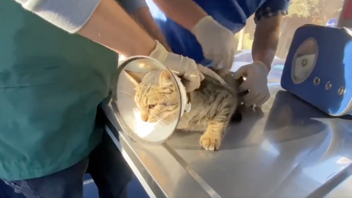 Hilmi Türkmen: Mobil Hayvan Hastanesi VetBüs her gün Üsküdar'ın bir mahallesinde...