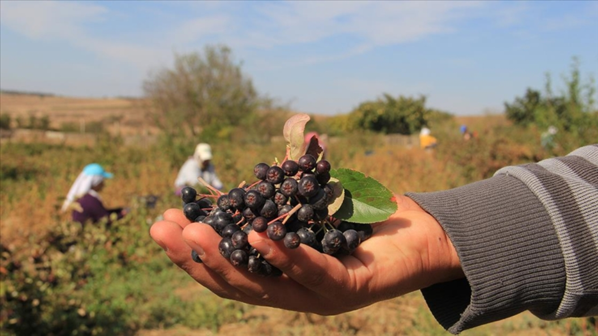 Tekirdağ'da aronya hasadı umutlu başladı