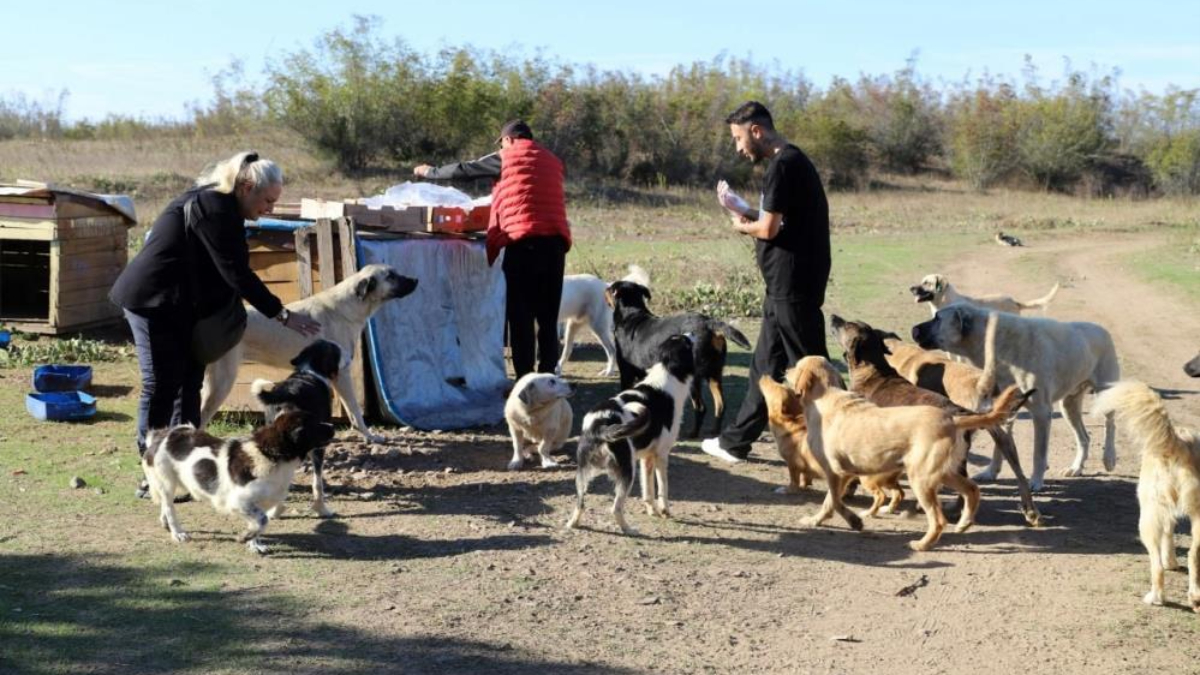 Sakarya'da 80 köpeği boş araziye bıraktılar: Sonra alacağız!
