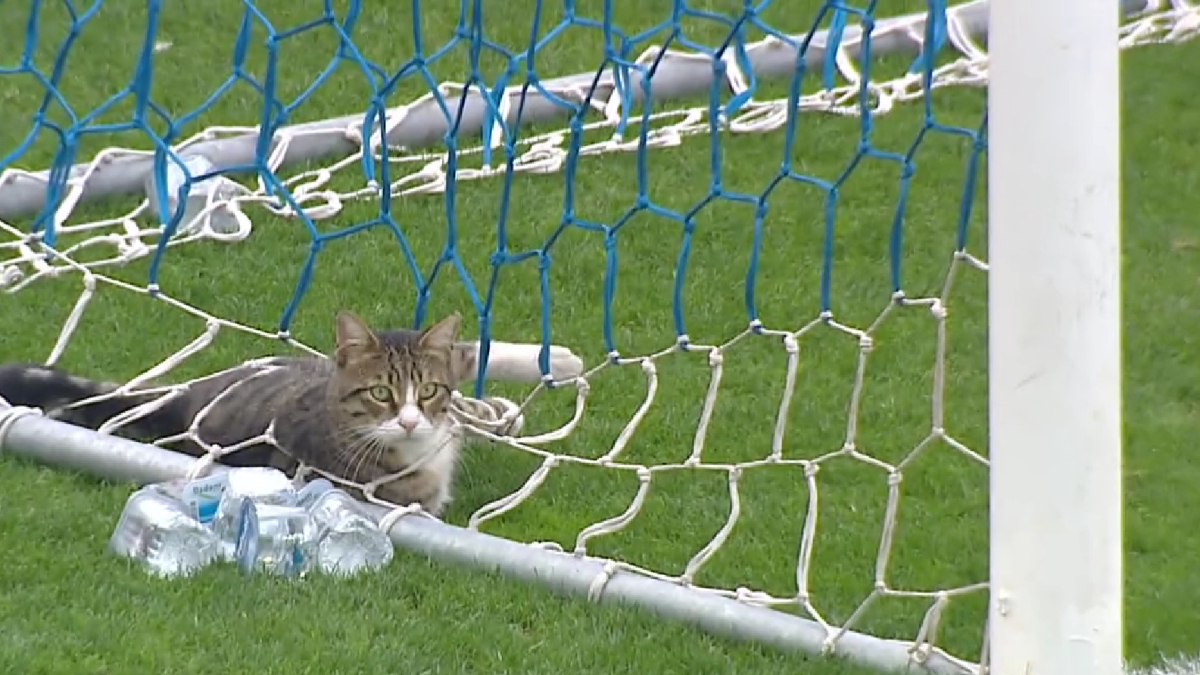 Türkiye Kupası'nda yine enteresan anlar! Kedi sahaya girdi görenler şaştı kaldı