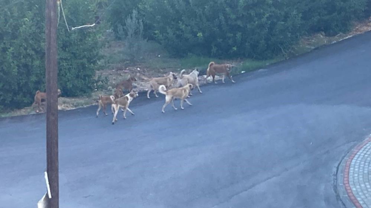 Mersin'de sokak köpeği 3 tekerlekli motora saldırdı: Ölümden döndü
