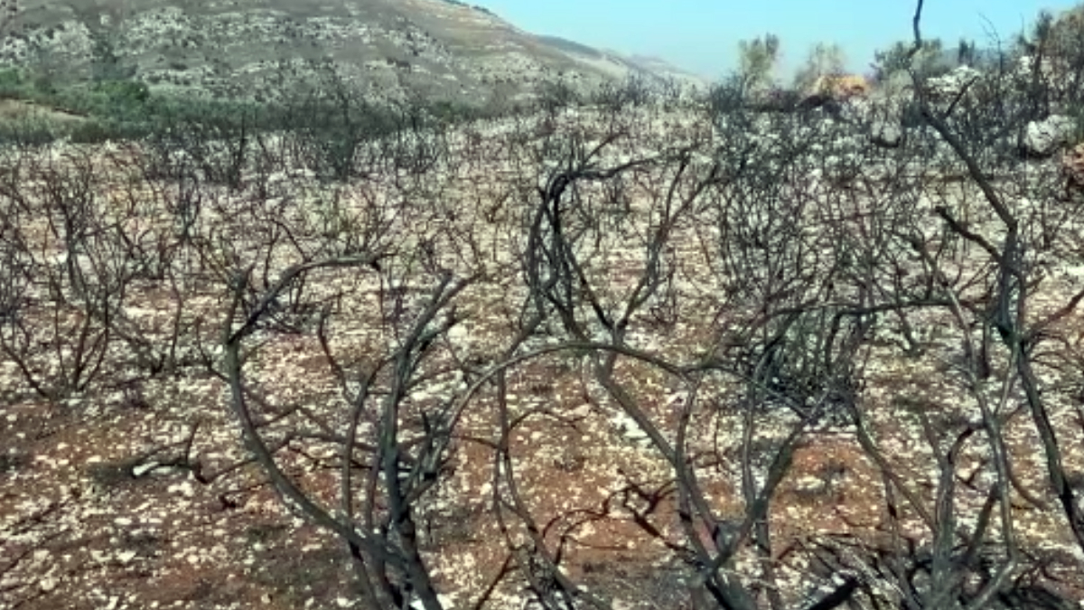 İsrail'in Lübnan'a saldırıları: 40 bin zeytin ağacı yandı
