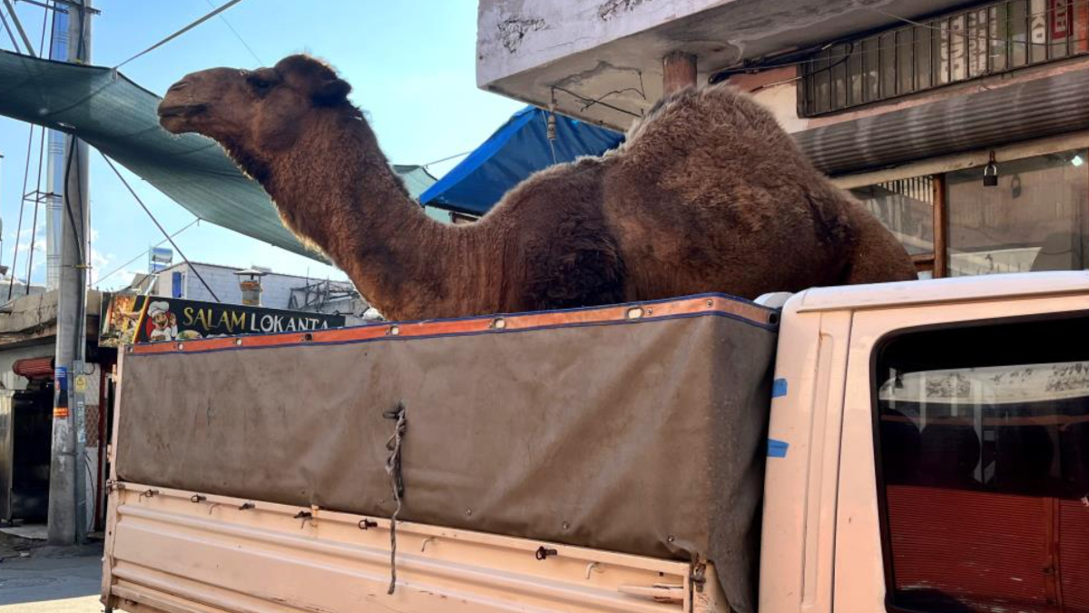 Adana'da kaçak deve kesimine zabıta müdahalesi: Kasap ruhsatsız çıktı