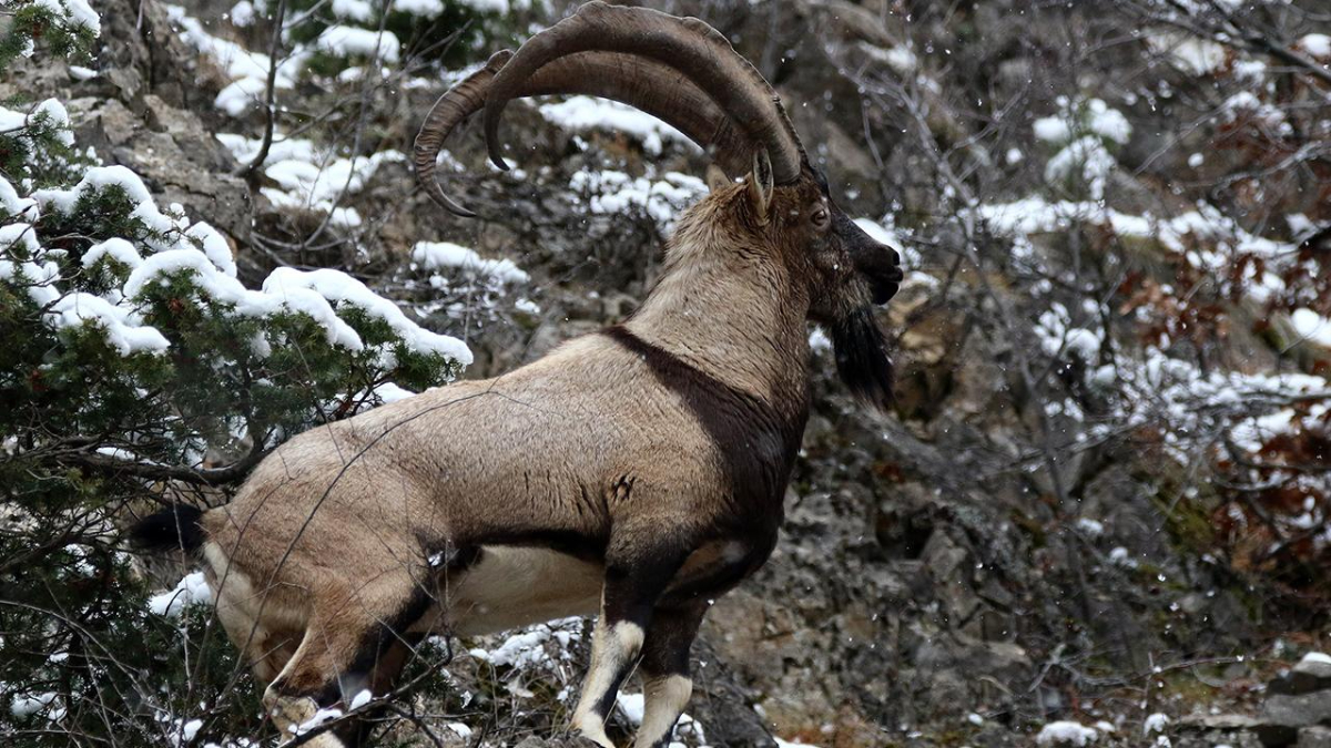 Niğde'de yaban keçisi vuran avcıya rekor ceza!