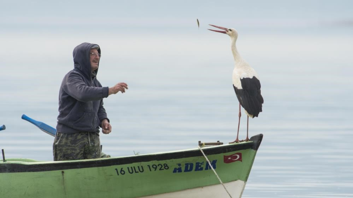 Bursa'da Yaren leylek 13. kez balıkçı teknesine kondu