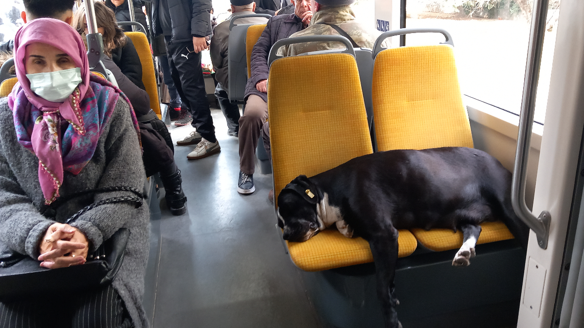 Eskişehir'de ilginç hassasiyet: Köpek uyusun diye ayakta seyahat ettiler