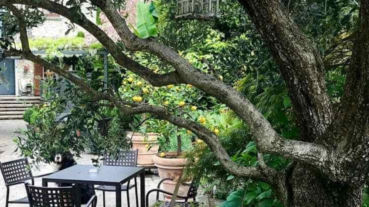 Kimseye nasip olmadı! Resimde gizlenen köpeği 9 saniyede bulan, ajan sayılıyor