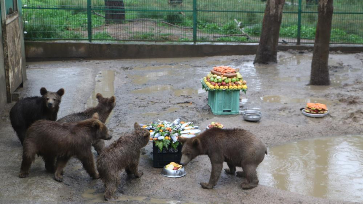 Bursa'da koruma altındaki yavru ayılara doğum günü sürprizi