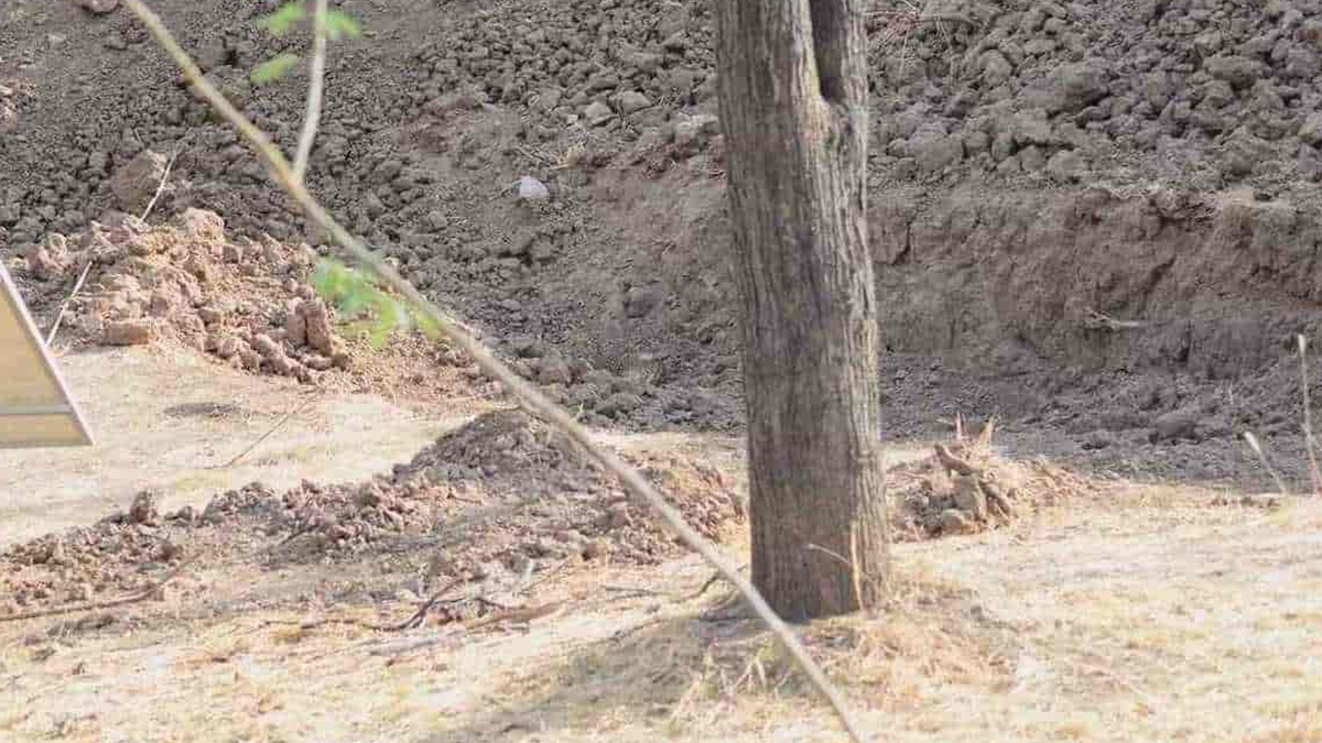 Üstün zeka testi: Resimdeki leoparı 9 saniyede bulan, Einstein’a kafa tutuyor