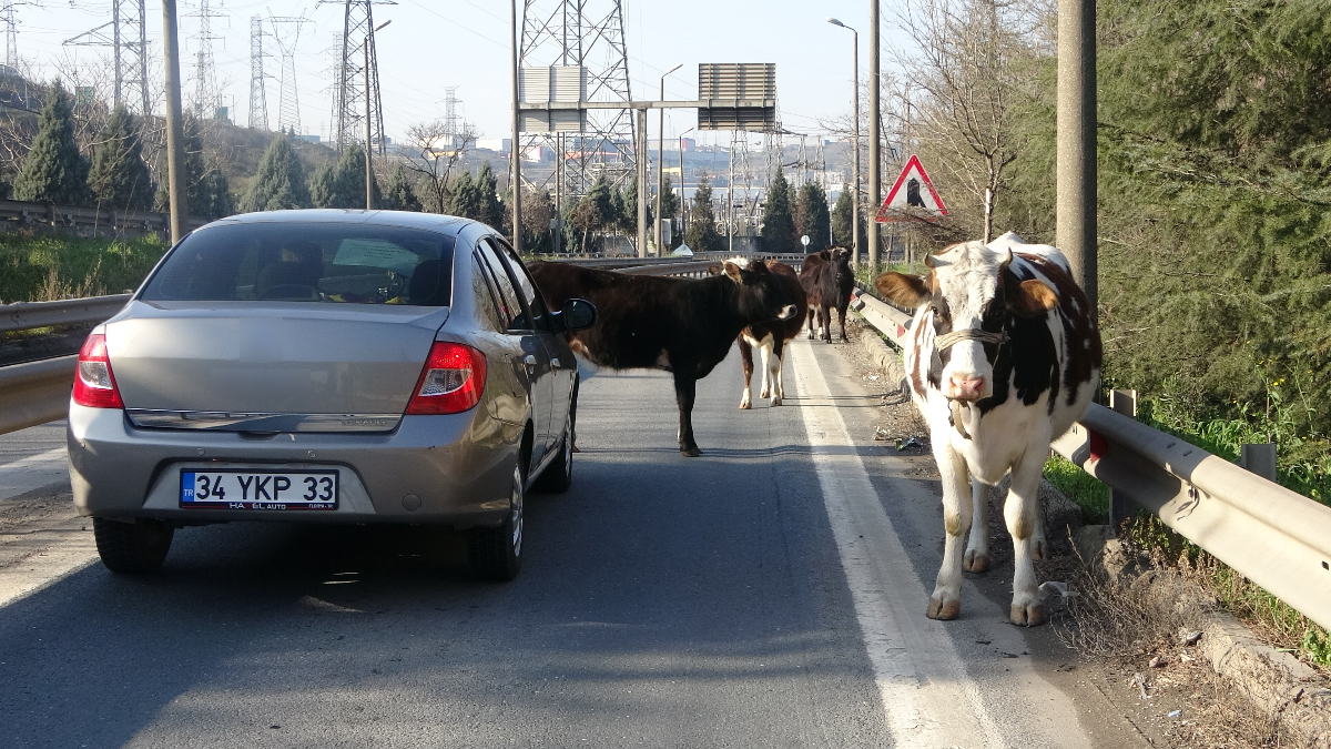 Kocaeli'de yola çıkan büyükbaş hayvanlar trafiği kilitledi