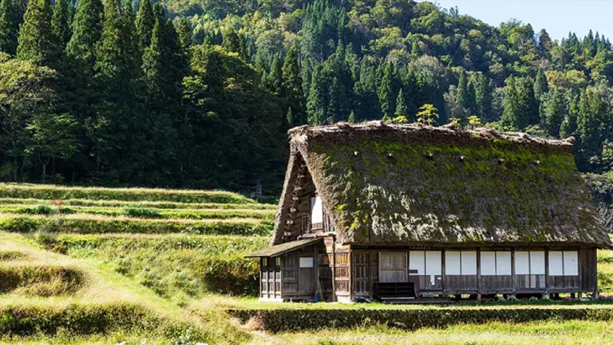Resimdeki horozu sadece zeka küpü olanlar tespit edebiliyor! Binlerce kişi bulamadı...