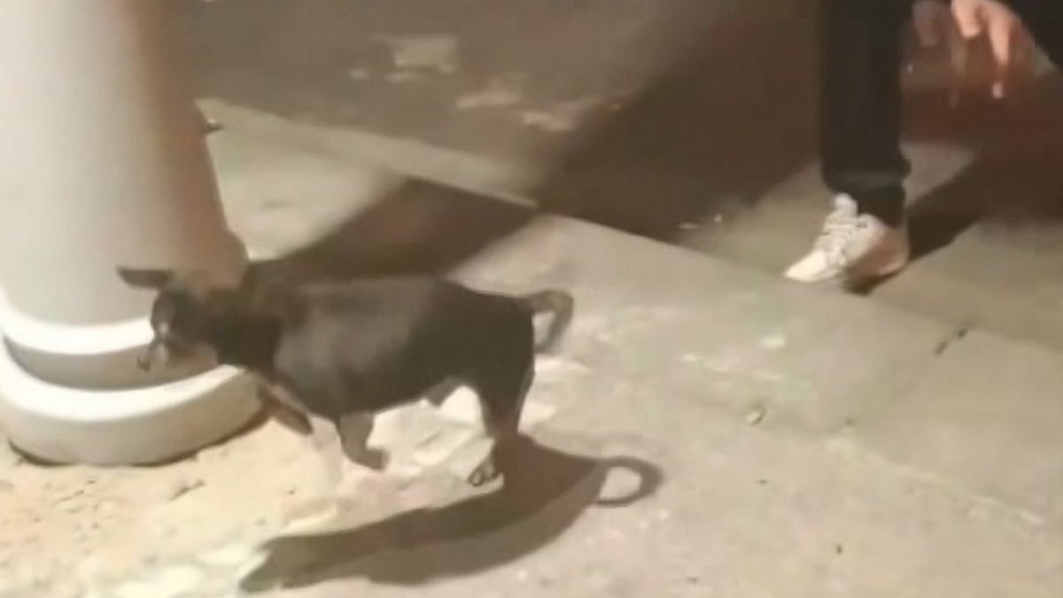 İstanbul'da bir genç elektrik kaçağını yavru köpekle test etti