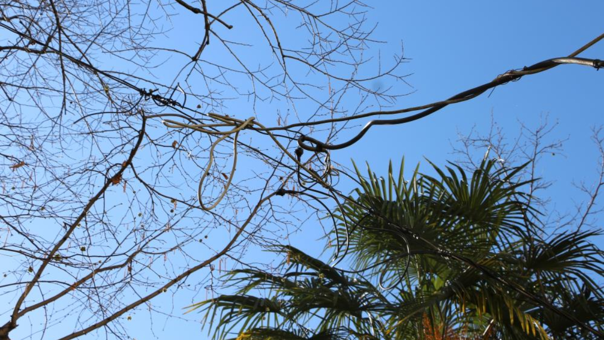 Rizeliler, ağaca bağlanan elektrik telinden şikayetçi: Dünyada görülmemiştir
