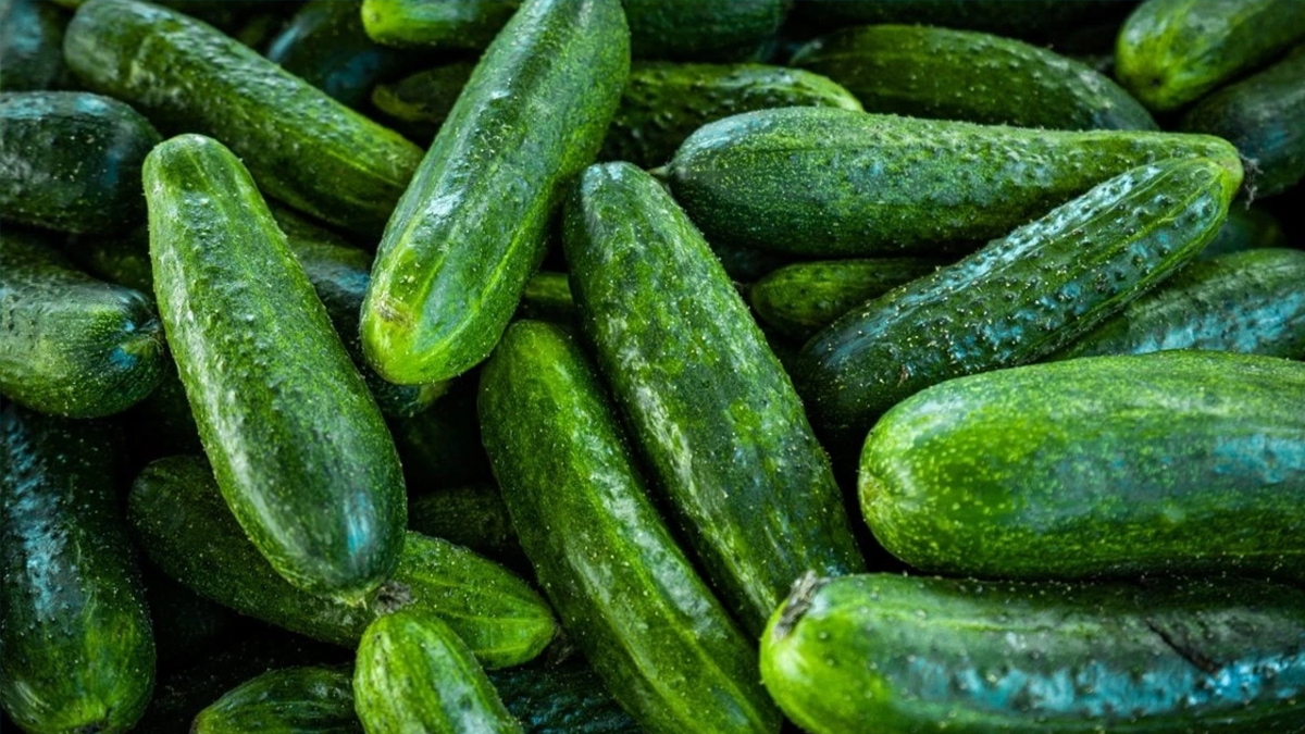 Aç karnına 1 tane salatalık yiyin, o sorunlara meydan okuyun