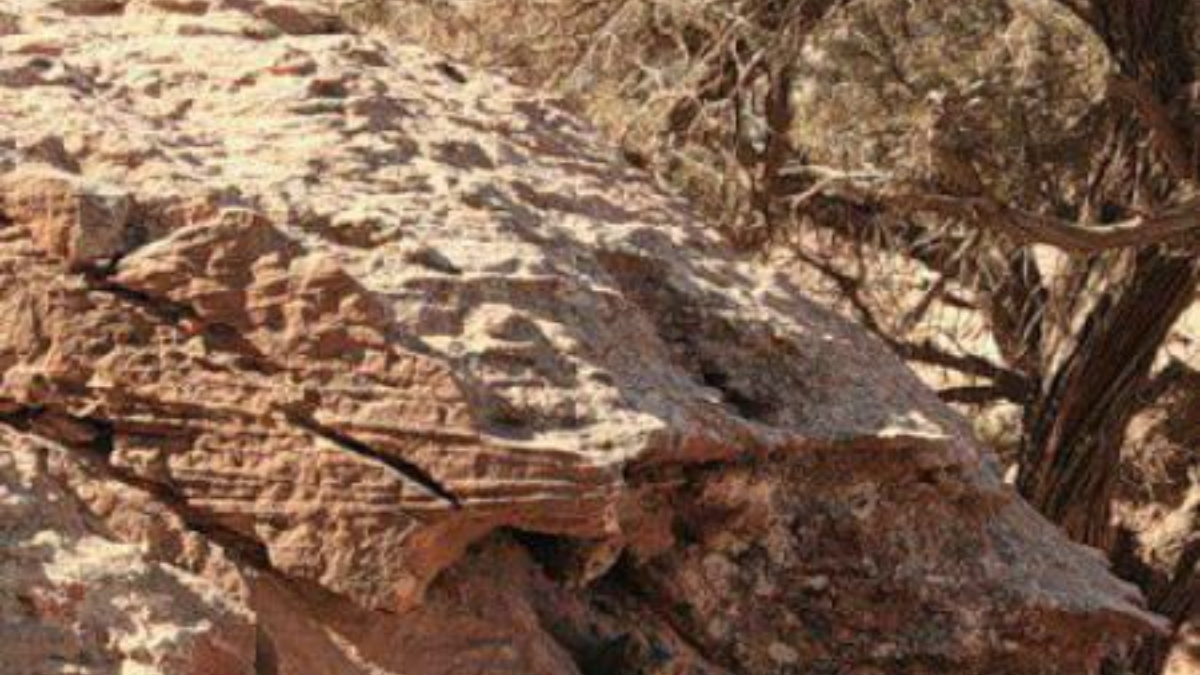 Dikkat testi: Kamufle kediyi görebilir misiniz? 5 saniyeniz var