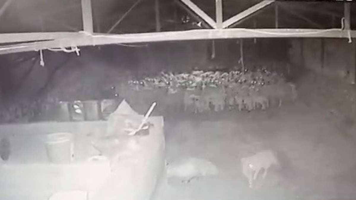 Adıyaman'da ahıra giren kurt, 2 koyunu telef etti