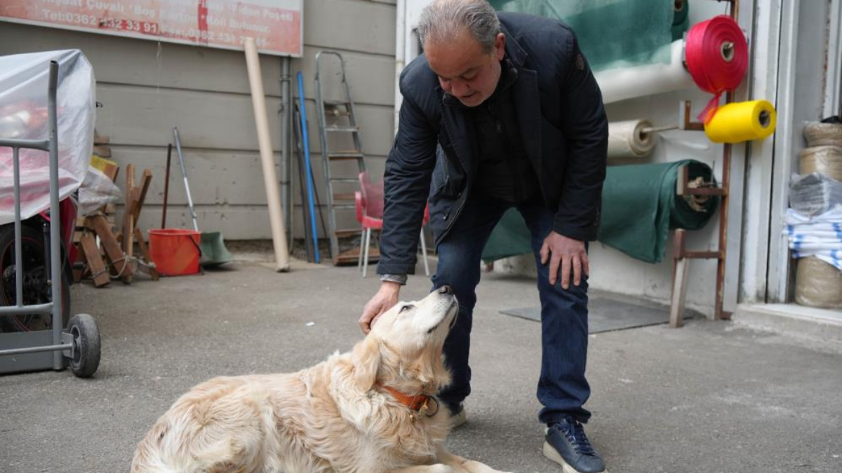 Samsun'da köpekten korkup düşen doktor ayağını kırdı: Mahkeme sahibine 700 bin TL'ye yakın ceza verdi