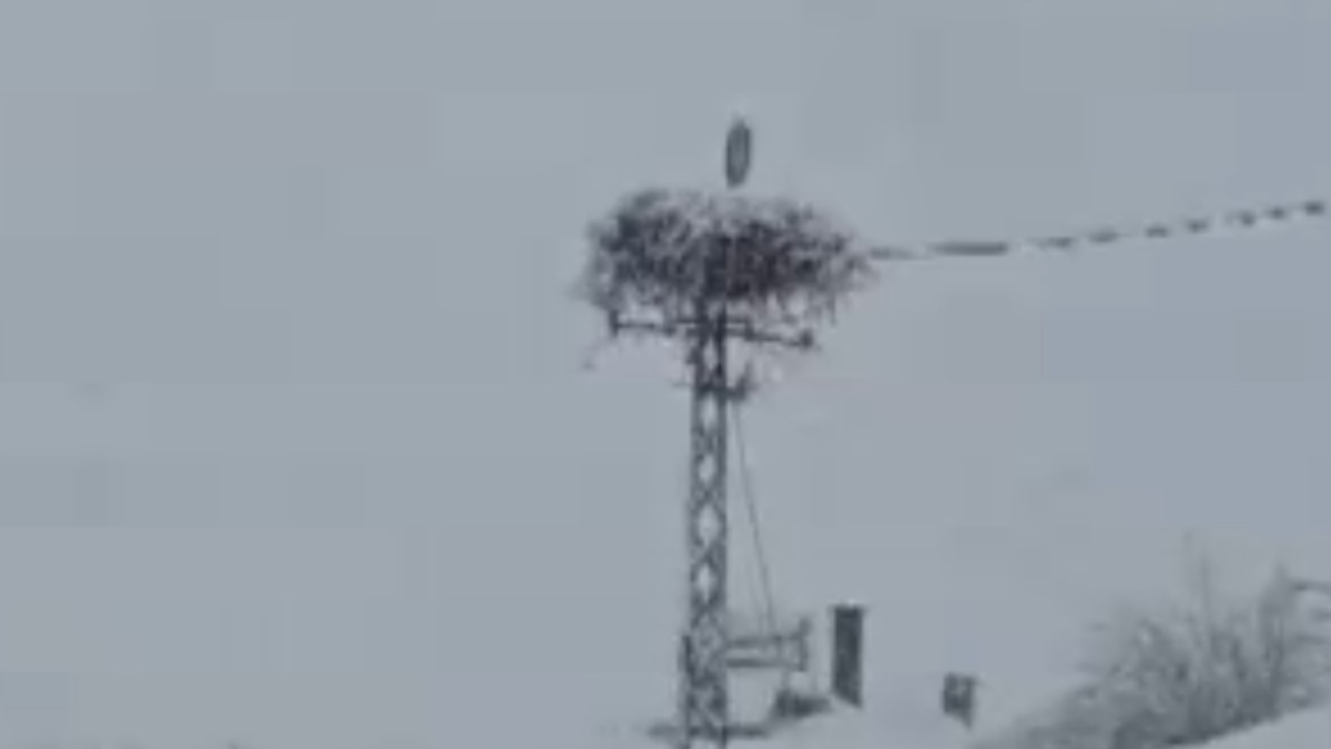 Sivas'ta yuvasına yerleşen leylek, kar altında kaldı
