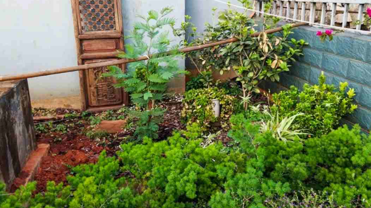 Deneyenlerin %99’u başarısız oldu! Resimde gizlenen kediyi bulmak cesaret ister…