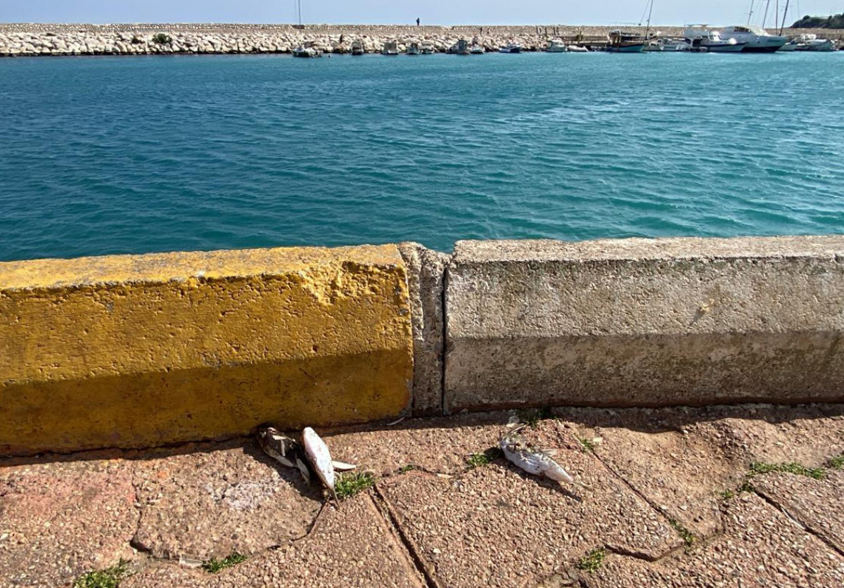 Balıkçıların çevrede bıraktığı balon balıkları kara canlıları için tehlike saçıyor