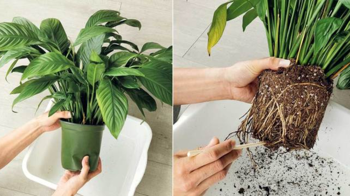 Evde çiçek yetiştirenler dikkat! Toprağa aspirinli su dökmek bakın neyi önlüyor...