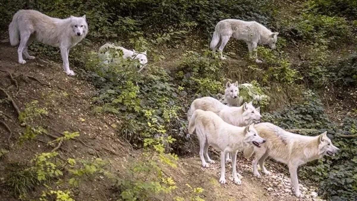 Resimde gizlenen yavru aslanı 10 saniyede tespit eden dahi çıkıyor! Galatasaraylılar bile bulamıyor