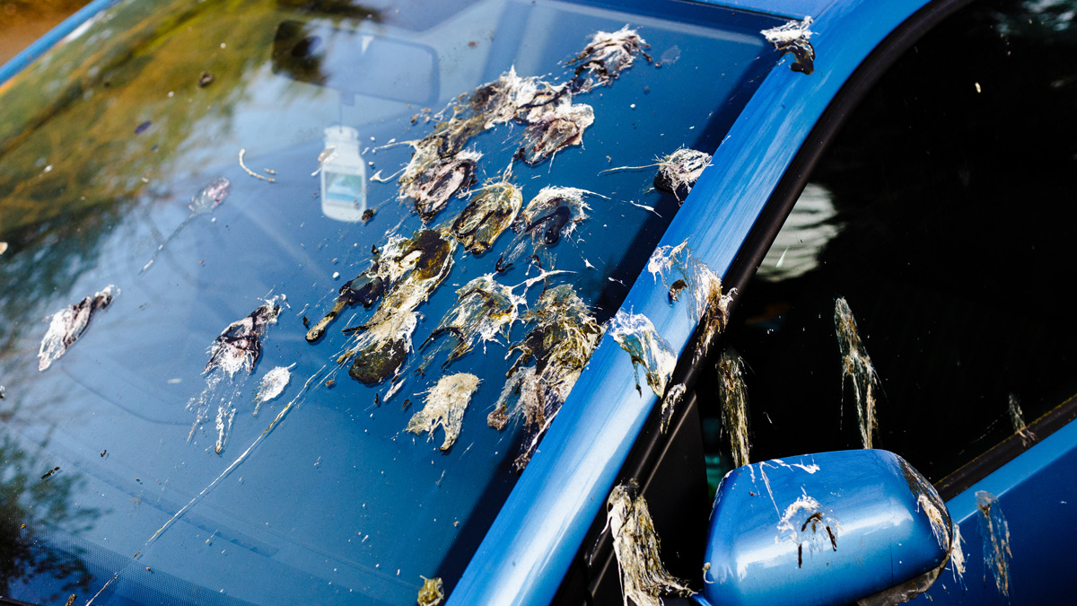 Boyanızı kurtarın: Arabadan kuş pisliği nasıl çıkar? Bu yöntem iz bırakmıyor...