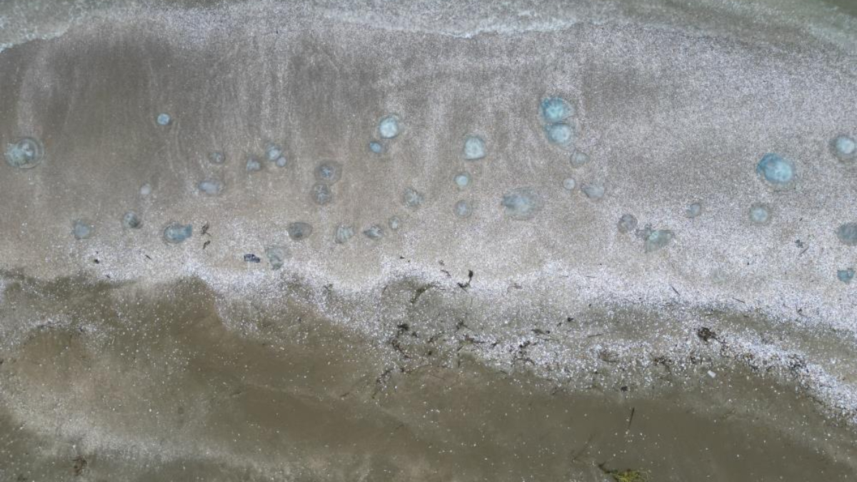 Akdeniz sahillerinde denizanası istilası! Burnaz sahili de denizanalarıyla kaplandı