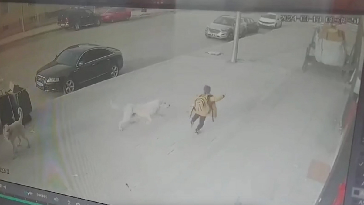 Erzincan'da sokak köpeklerinden kaçan Emir'in annesi: Çocuğum ölebilirdi