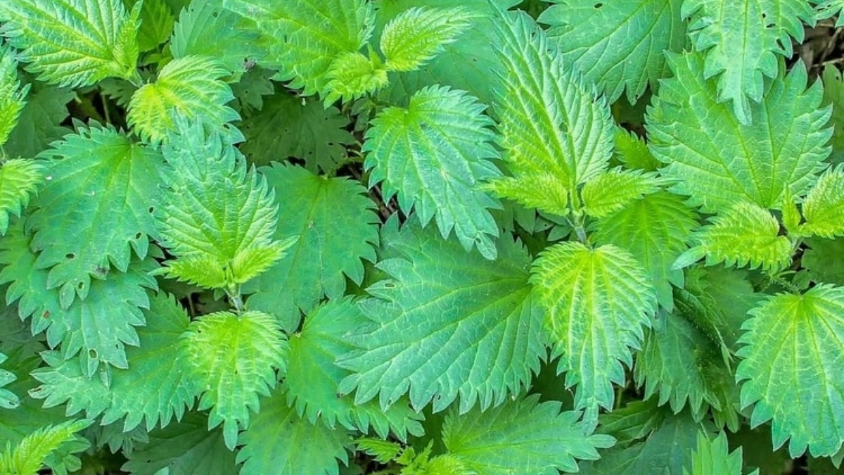 Isırgan otunun faydaları nelerdir? Isırgan otu nelere iyi gelir?