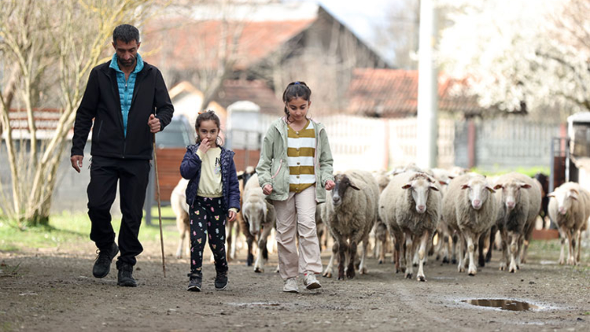 Düzce'de köy hayatı tutkunu çift, 2 koyunla başladıkları besicilikte çiftlik kurdu