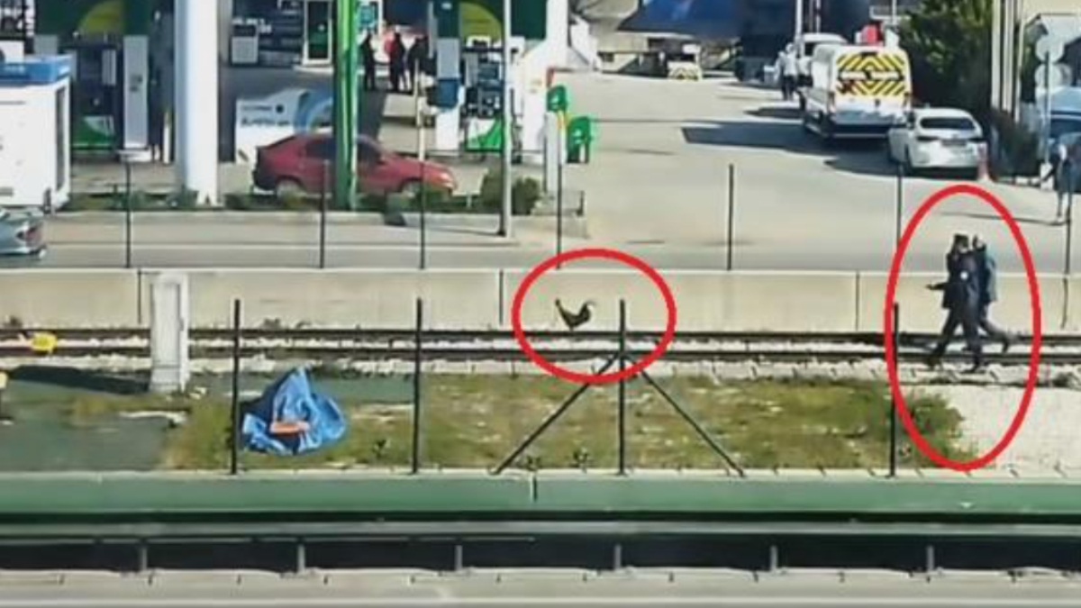 Bursa'da sahibinden kurtulan horoz metro raylarına girdi