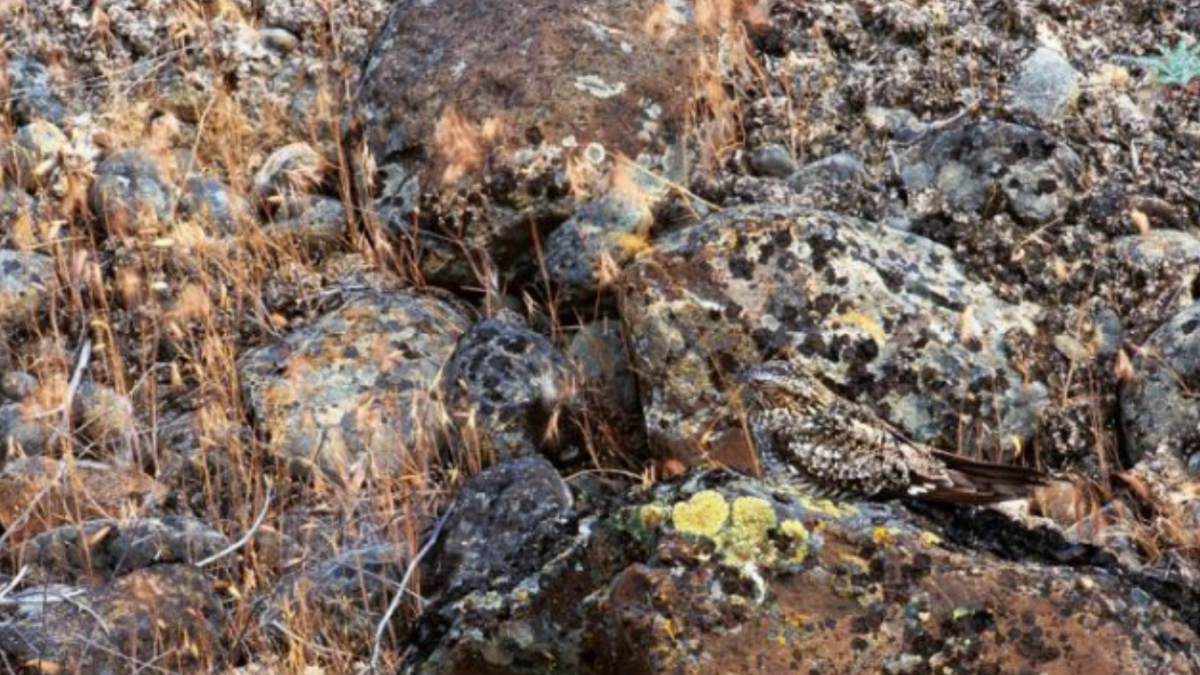 Beyin yakan test! Resimdeki hayvanı ilk bakışta görebilen henüz çıkmadı!