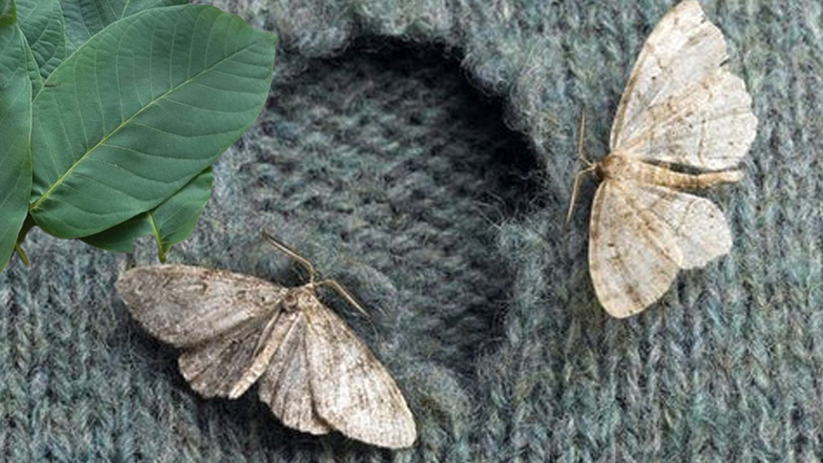 Dolaplara bir daha uğramıyor! O ağacın yaprağını koyun, güve derdine son verin....