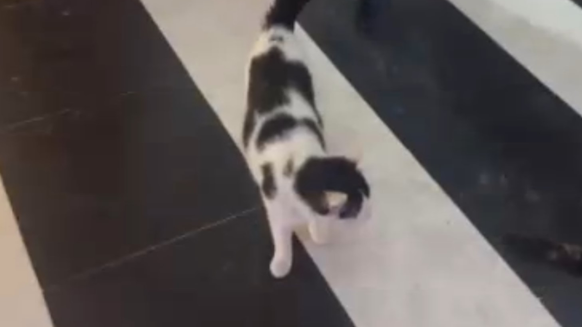 Mardin'de bir haftadır evde mahsur olan kedi kurtarıldı