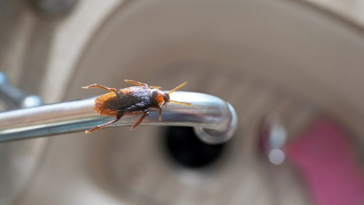 Bu yöntem haşerelerin kökünü kurutuyor! Sadece iki malzeme ile hamam böceklerinden eser kalmıyor…