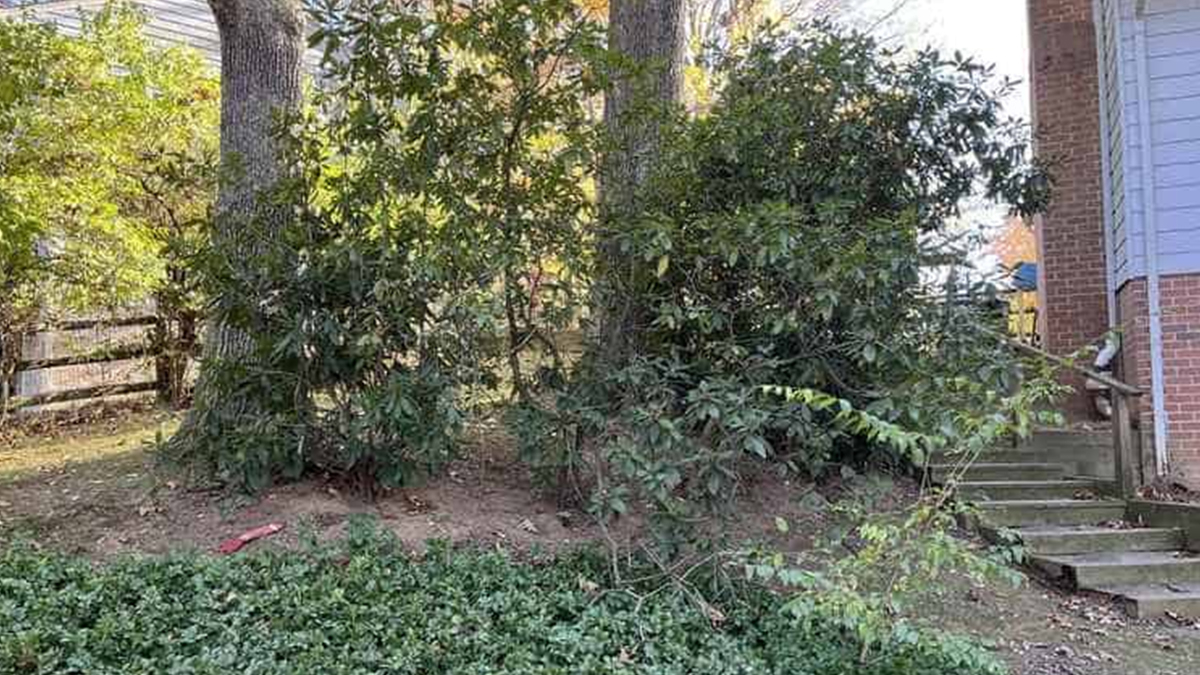 Yeni Einstein’lar aranıyor! Resimdeki köpeği 5 saniyede bulan üstün zekalı sayılıyor