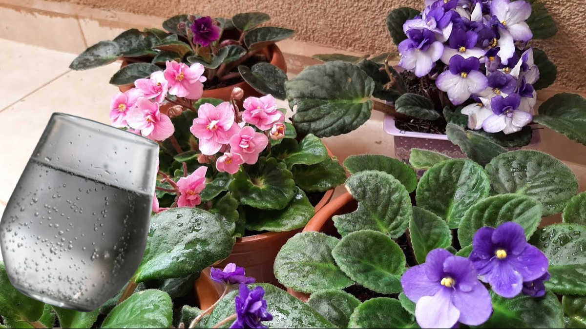 Saksının dibine yarım bardak ondan dökün, çiçekler nasıl canlanıyor görün…