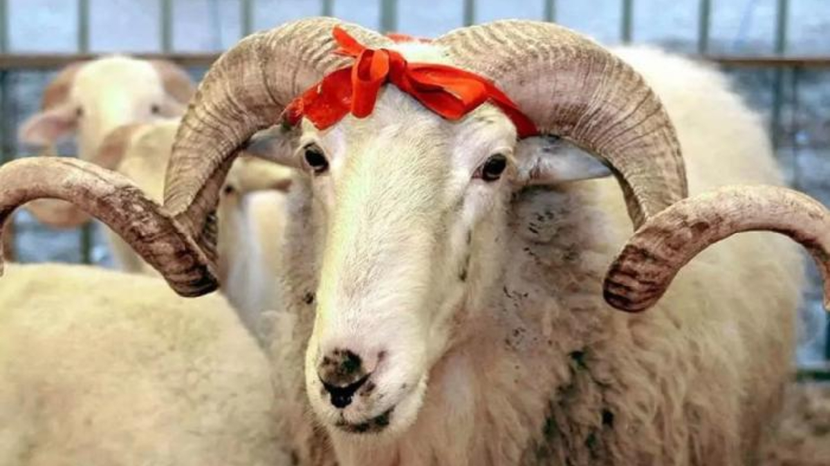 2024 Kurban bayramı ne zaman? Kurban bayramı hangi tarihe denk geliyor?