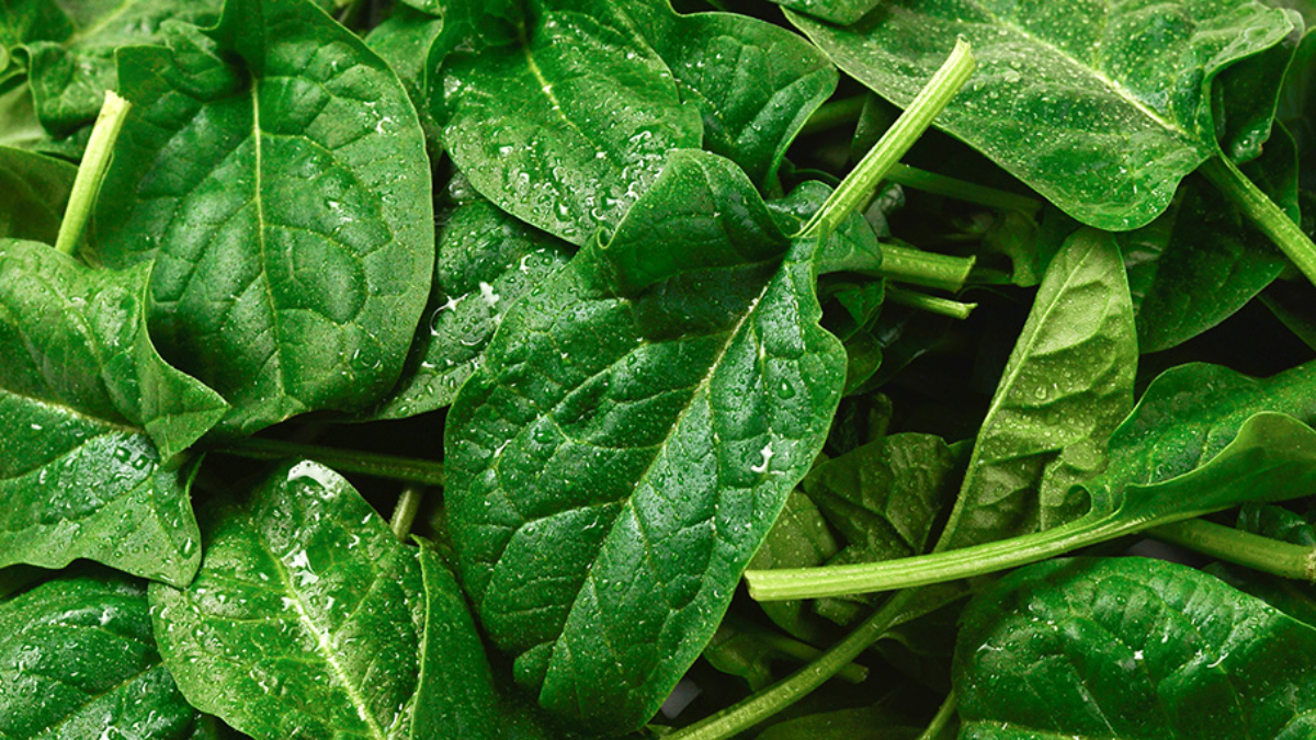 Ispanağın faydaları saymakla bitmiyor! Ispanak bakın nelere iyi geliyormuş...