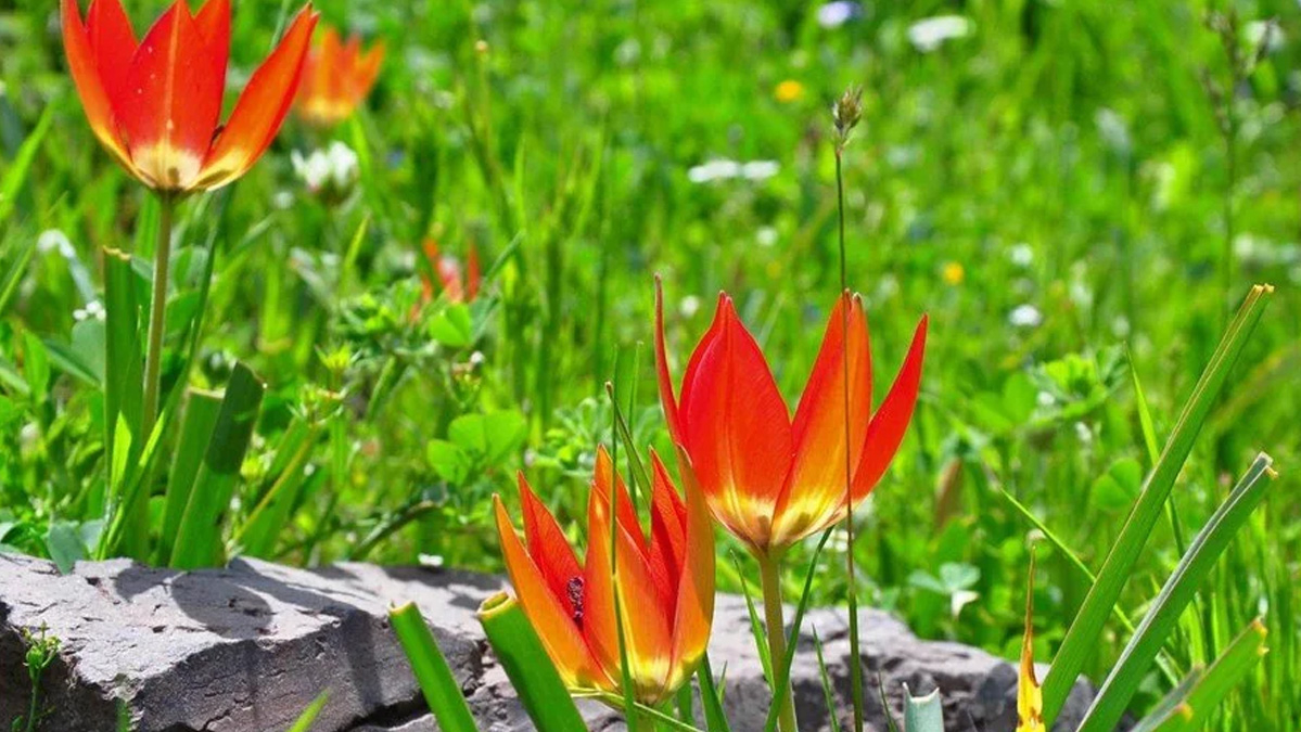 Manisa’da yetişiyor, koparma cezası cep yakıyor! Tamı tamına 387 bin TL…