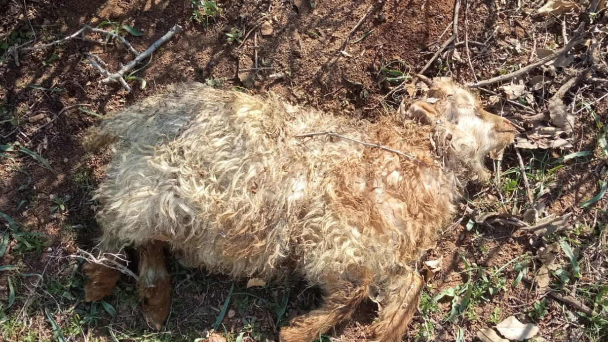 Hakkari'de kurt saldırısı: 13 küçükbaş hayvan telef oldu