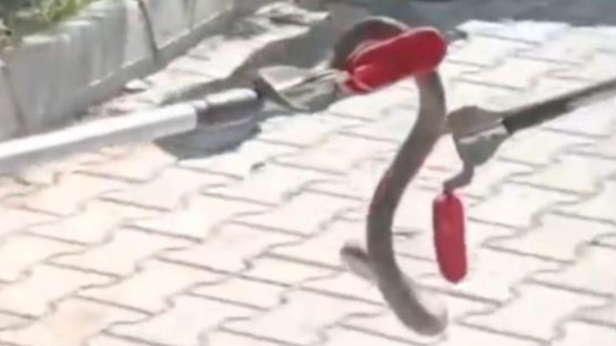 Antalya'da okul bahçesindeki ağaçta yılan görüldü