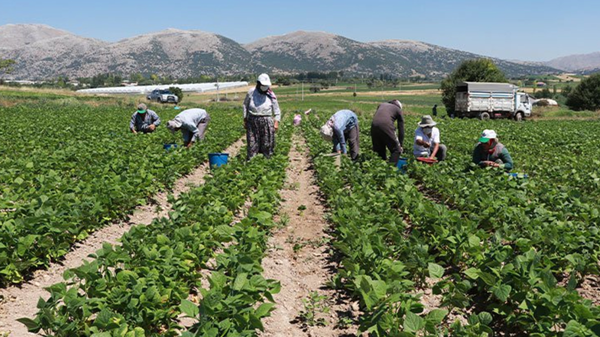 Hasadı başladı! Faydaları saymakla bitmiyor, tek tek elle toplanıyor; kilosu 70 lira