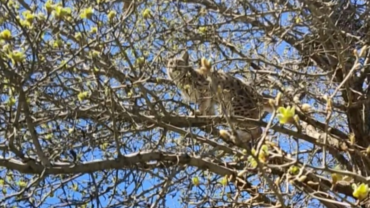 Sivas'ta kangal köpeklerinin kovaladığı vaşak, ağaca tırmandı